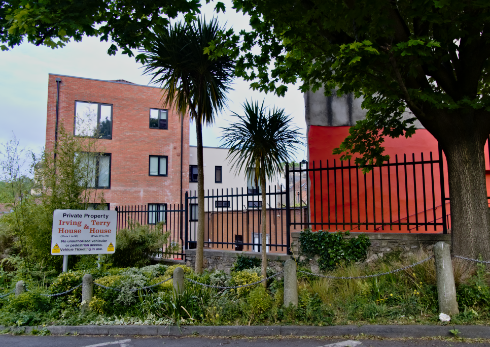 J'ai remarqué beaucoup de ces palmiers autour