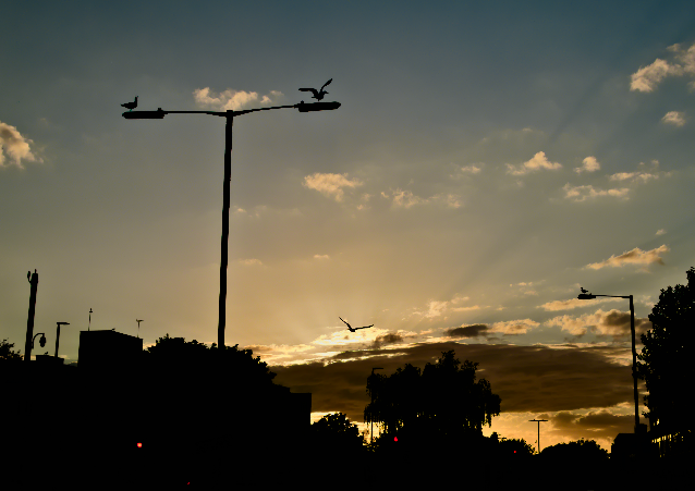 Lampadaires ! Lampadaires ! Lampadaires ! livre photo