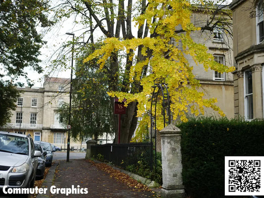 yellow leaves