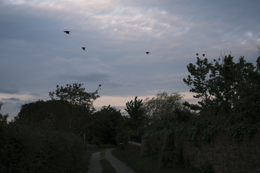 birds at dusk