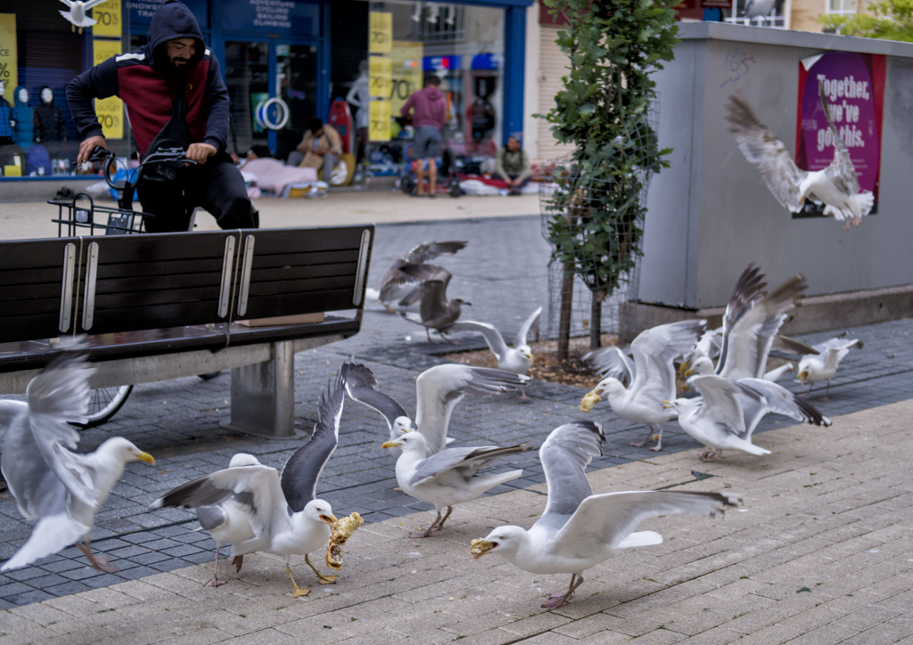 Livre photo Mouettes et poules