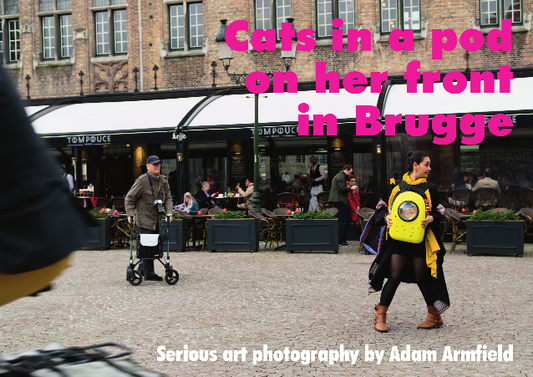 Cats in a pod on her front in Bruges photobook